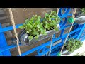 Growing watercress in recycled bottles at home | Trồng cải xoong Nhật trong bình tái chế