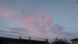 Seagulls In Our Backyard