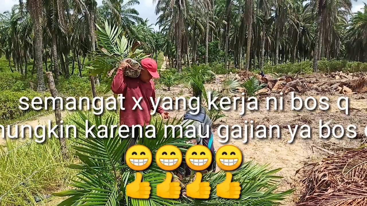 Cara Menanam Kelapa Sawit||How to plant palm oil 
