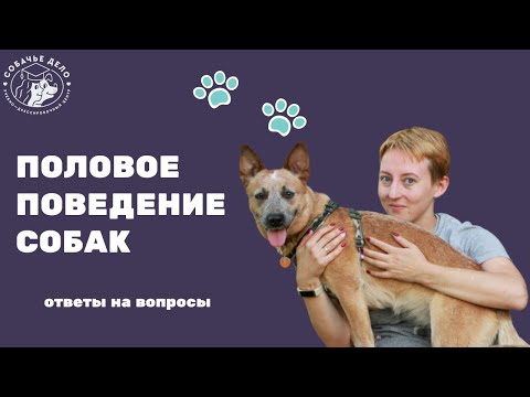 Половое поведение собак. Ответы на вопросы