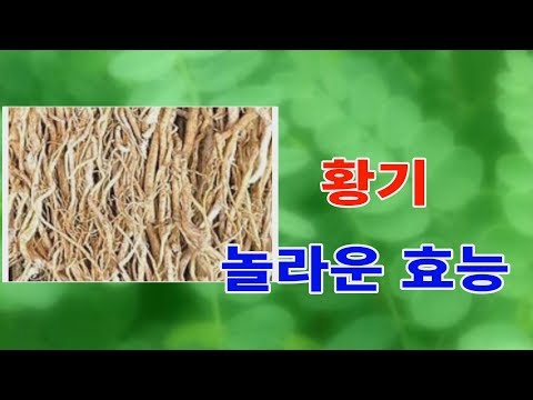 황기의 놀라운효능