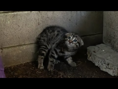 Scared feral kitten trusts a human for the first time