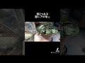 頭が２つある激レアの亀が凄い...！