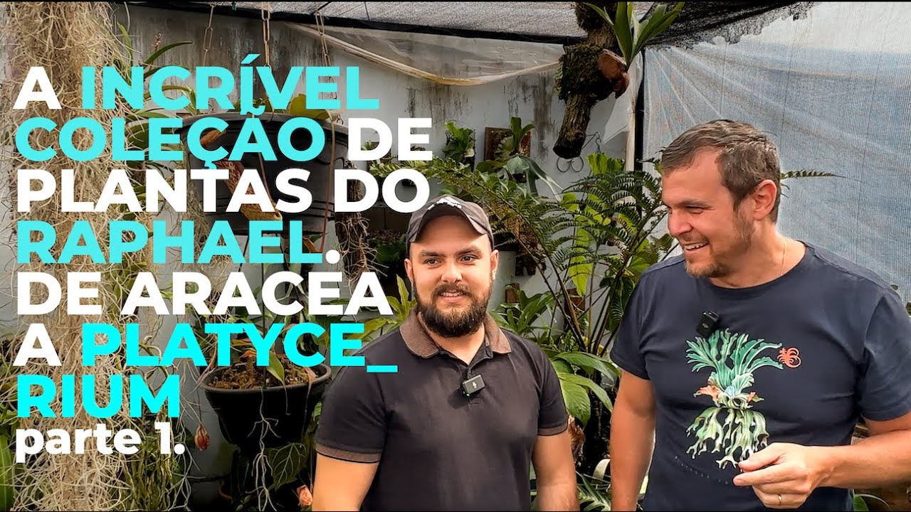 A INCRÍVEL coleção do Raphael: de ARACEAE a mais de 100 Platycerium e muitas DICAS de cultivo.
