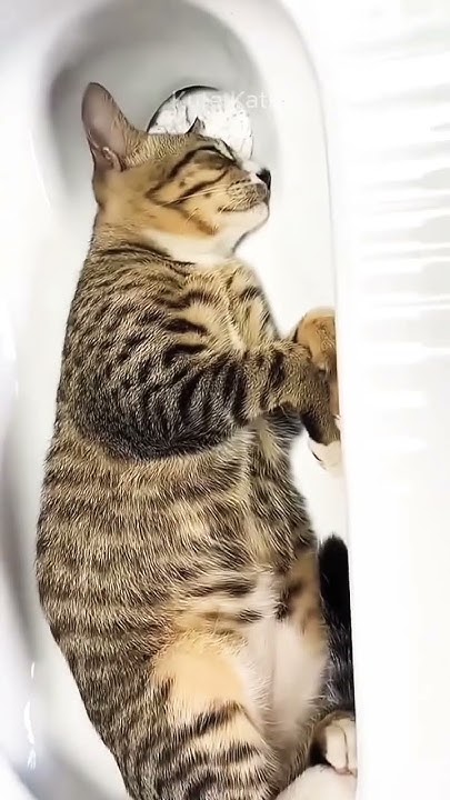 so-cute-cats-say-mashallah-youtube