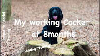 Unveiling My Journey with 8MonthOld cocker Spaniel Ep14