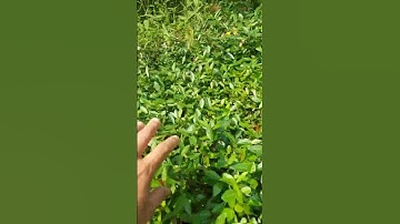 Cây thuốc quý chữa đau nhức xương khớp, nhà mình tìm đến cây Đơn Gân này nha #baithuochay #thuốcnam