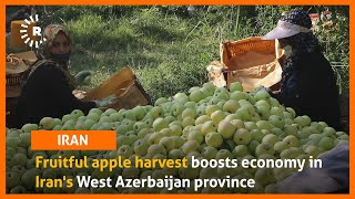 Fruitful Apple Harvest Boosts Economy In Iran S West Azerbaijan Province