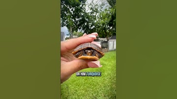 I Found a Turtle! 🐢 #turtle #turtles #rescueanimals #animalrescue #animals #rescue #petturtles