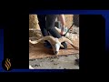 Wicked horns make shearing a real challenge