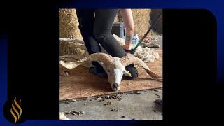 Wicked Horns Make Shearing A Real Challenge