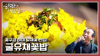 [한국인의밥상] 유채꽃 필 무렵, 보지 말고 입에 양보하세요! 영양 만점 유채꽃 밥상 |“그대가 꽃! 아름다움이 밥상이 되다” (KBS 210429 방송)