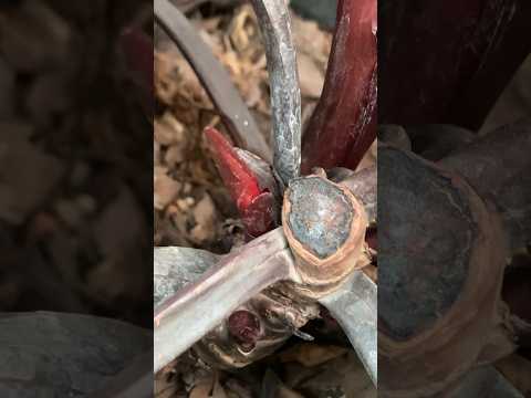 Video: Šeltu lapu filodendra kopšana - uzziniet par filodendra sellouma auga audzēšanu
