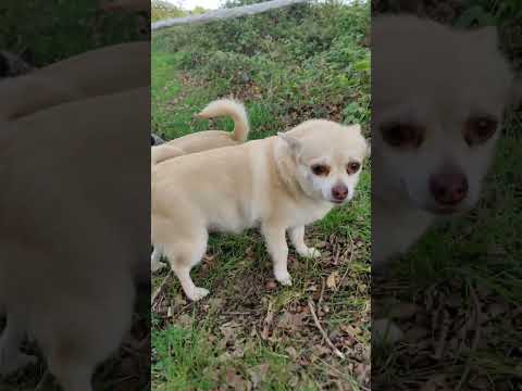 Golf Course Dogs 6
