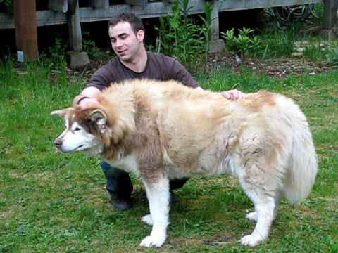 Wolf Dog Hybrid You Wolf Dog Hybrid You