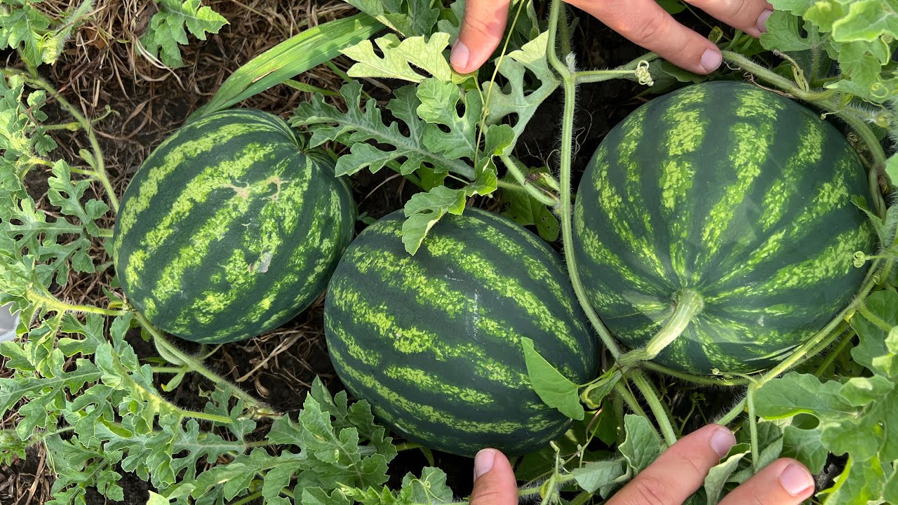 Cum decurge o zi de vară la țară însărcinată în 19 săptămâni/#countryside #countrysidevlog #pregnant