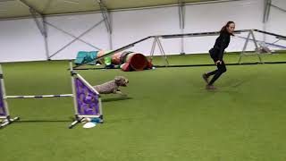 Lagotto romagnolo | agility training | 26.12.2020 by Kudr Holky 1,569 views 3 years ago 1 minute, 55 seconds