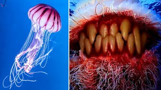 Top10 Most Beautiful 🐙🐟🐠Jellyfish In The World