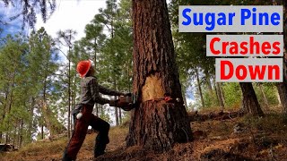 Large Sugar Pine Tree Crashes To The Ground Timber Falling Pt. 2
