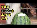 馬に”すいか”🍉をあげてみた【馬が食べるシリーズ】【ASMR】