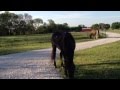 Horse Founder Awareness- Changes in Diets- Winter Summer Hooves - Rick Gore Horsemanship