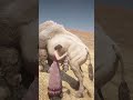 INSANE RDR2 Gameplay! Brave Girl Tries WILD Animal Takedown in EPIC Hunt #shorts #gaming