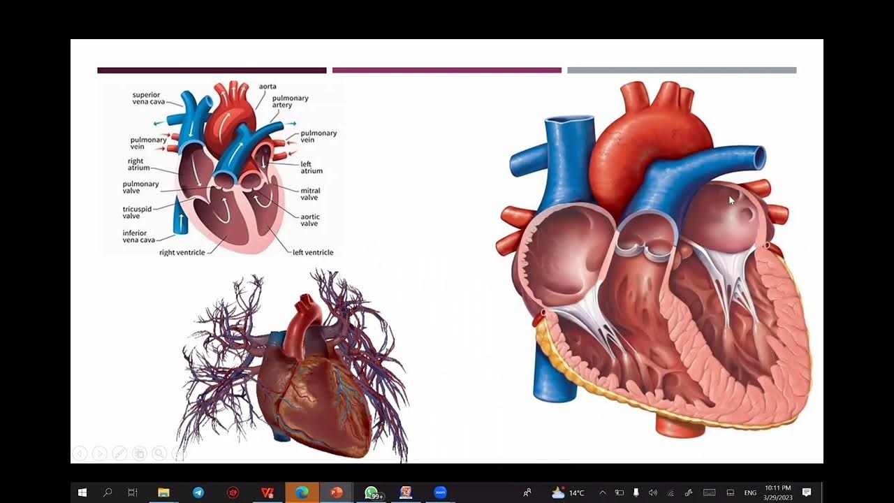 ct-contrast-and-angiography-lecture-1-basic-of-contrast-media