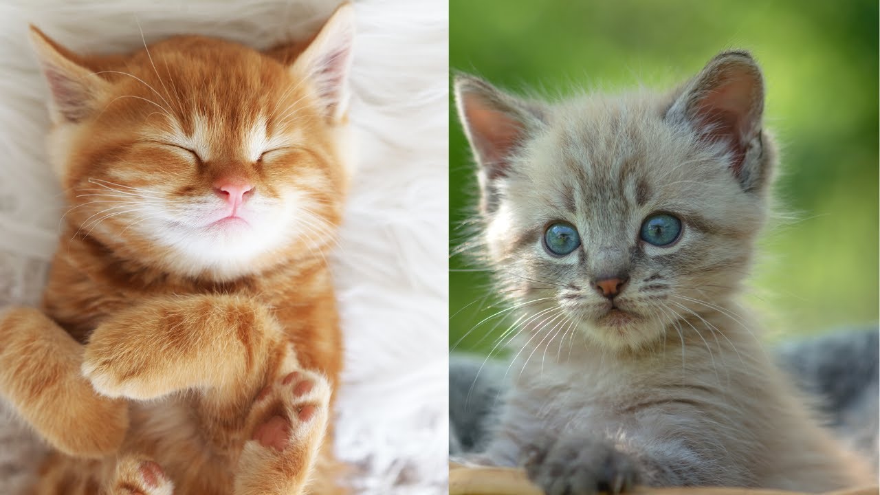 🎬 Cats Caught on Camera: Funniest Moments