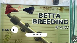 Betta Breeding is so satisfying | Simple Breeding methods