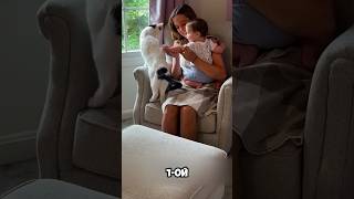 Как Знакомить Кошек С Новорожденными 🧐 #милыеживотные #животные
