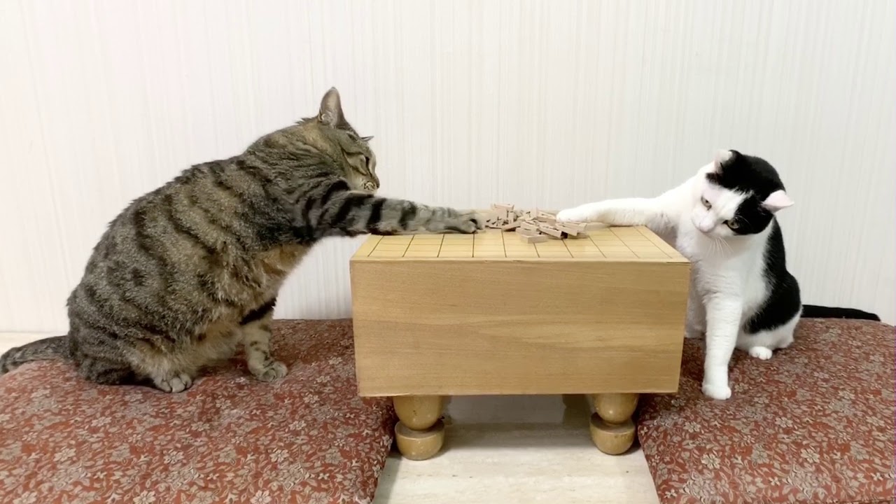 ねこ同士の将棋崩し(ぶるるが一方的に駒を取る) - ねこ同士の将棋崩し(ぶるるが一方的に駒を取る)