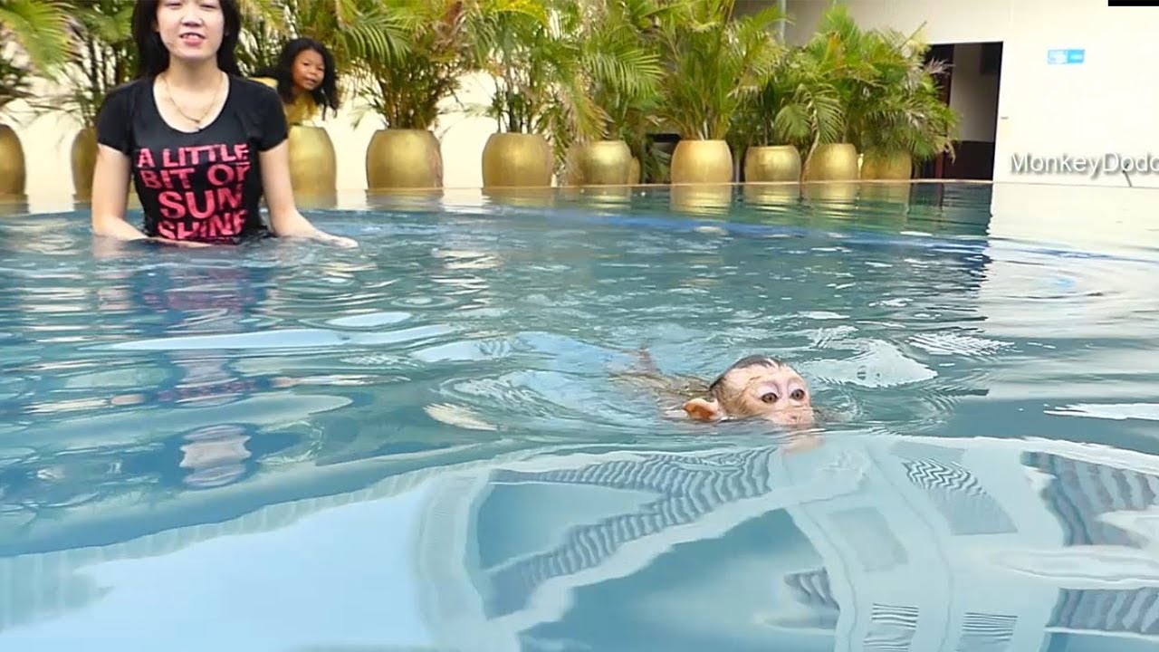 Dodo Go To Swimming Pool With Family, Dodo Swimming Well