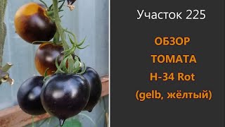 Томат Н-34 Rot (желтый). Гигантская смородина с носиком!