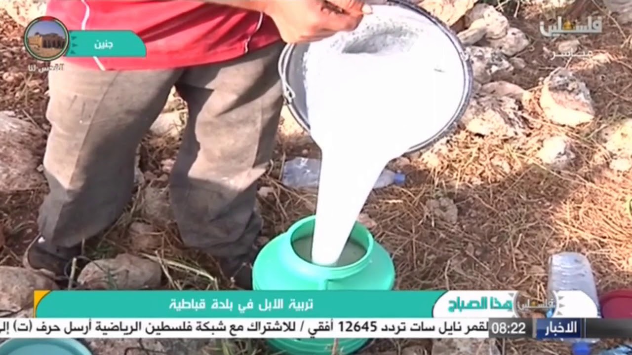 تلفزيون فلسطين_فلسطين هذا الصباح_ تربية الابل في بلدة قباطية مع الزميل أمير شاهين/قباطية