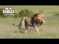 Lion Pride Chased By Invading Males!! | Maasai Mara Safari | Zebra Plains