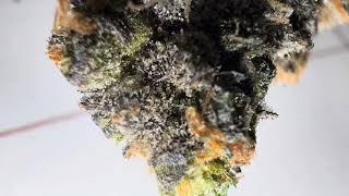 Particle Accelerator By Golden Lion Genetics REVIEW
