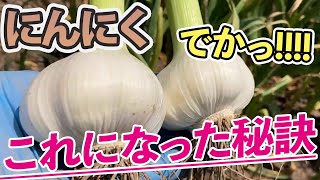 【にんにく】史上最高傑作　ここまで大きくなった理由と成功した秘訣