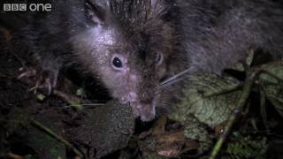 Giant Rat discovered - Lost Land of the Volcano - BBC One