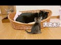 先住猫の体調不良を心配する子猫【保護猫】