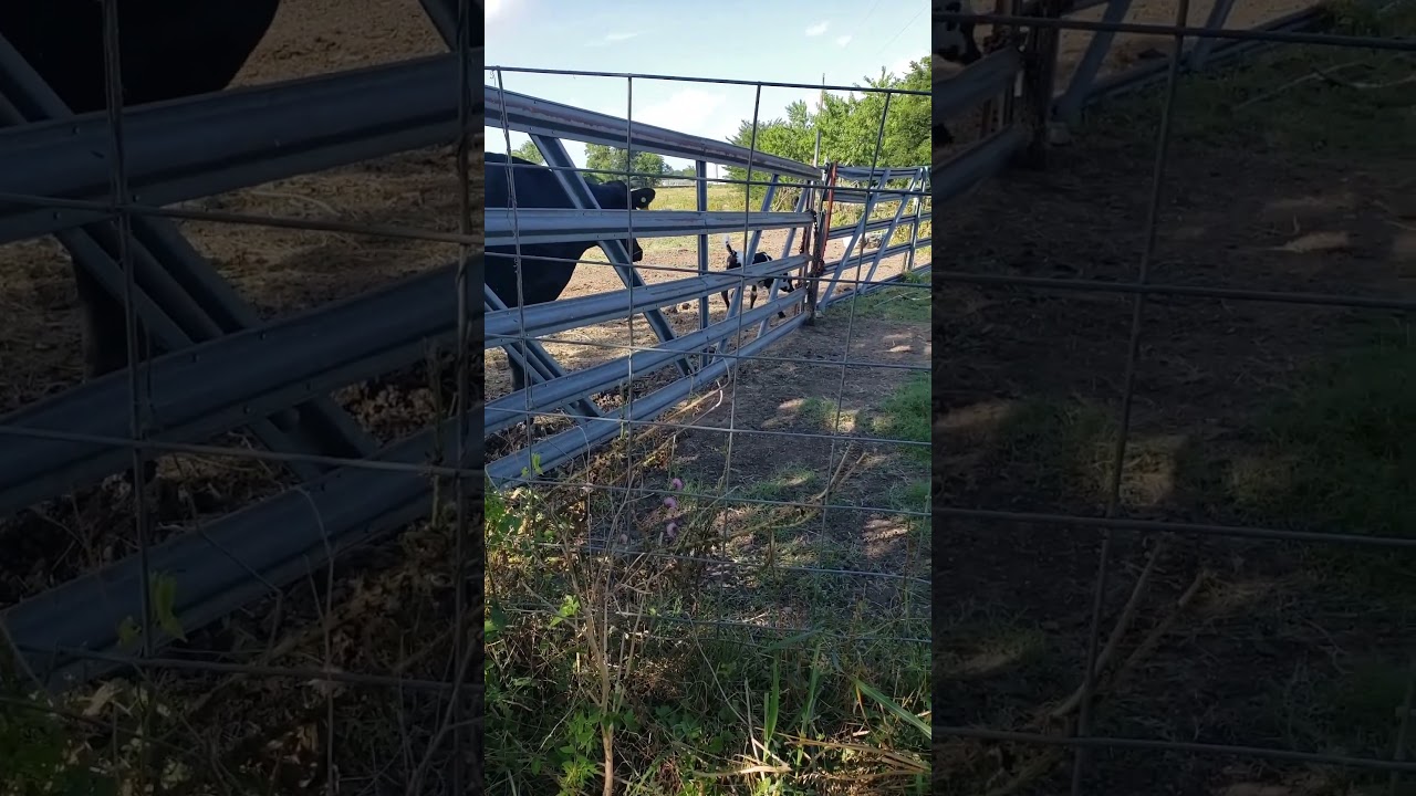 she is pretty active. "Steve and Rose Adventures"