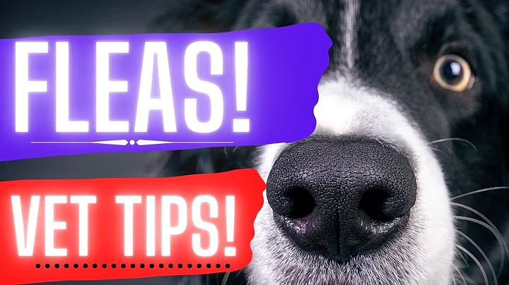 Fleas on dogs.  Dr. Dan covers how to diagnose and treat dog fleas.