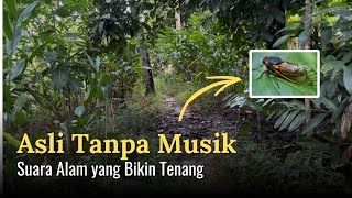 ASMR Suara Alam di Hutan Kampung | Suara Hening, Angin & Burung Tanpa Musik