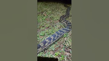 BIG SCRUB PYTHON!!! #australia #fnq #ytshorts #herping