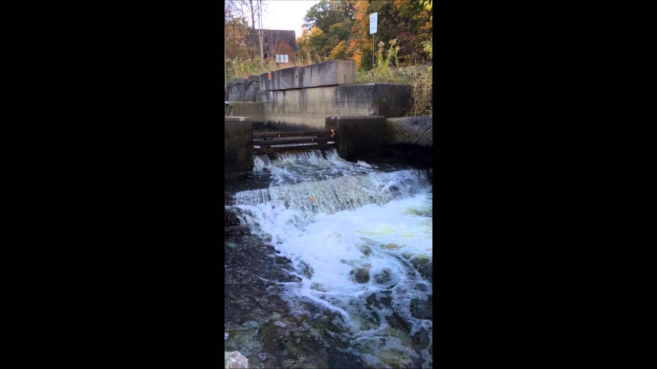 Steelhead Trout Jumping Waterfall on Trout Run off Avonia Road in