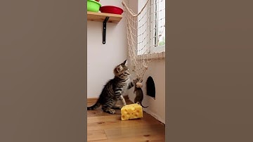 Shocking!!!😱😱The little tabby cat successfully caught a big rat with a trap!#shorts #cat #cute