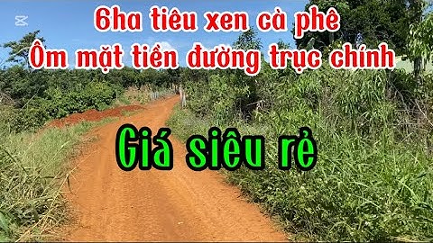 6HA TIÊU XEN CÀ PHÊ NGUỒN THU 1TỶ. ÔM ĐƯỜNG CHÍNH. Thuộc đăkmol, đăk song, Đăk nông. Giá siêu rẻ.