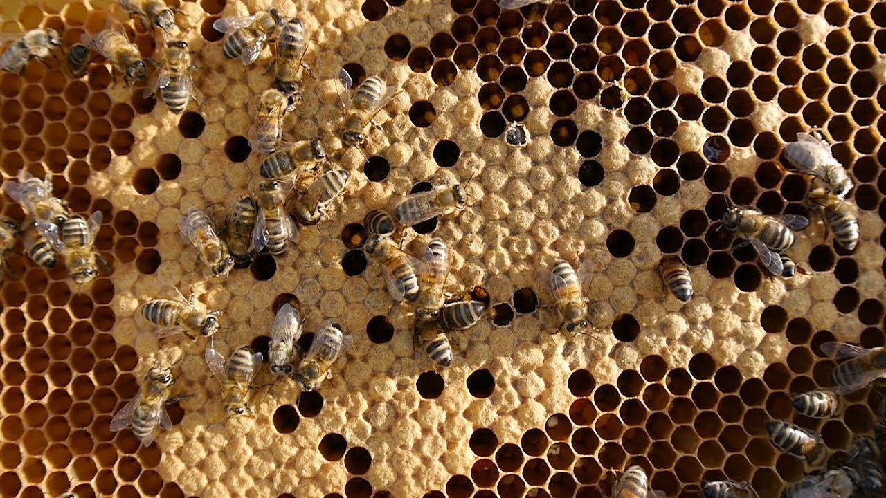 Sierpniowy przegląd przed nawłocią