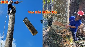 Sẽ ra sao nếu Vua Khỉ cưa hạ phần thân cây Cau Vua không sử dụng dây kéo ? Cutting king areca tree .