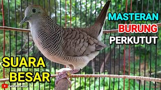 Perkutut Lokal Gacor Suara Besar Pancingan Burung Perkutut Paling Ampuh Agar Cepat Bunyi Gacor 