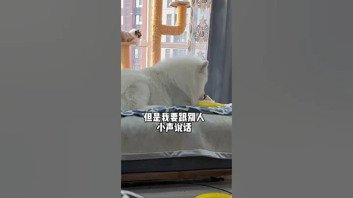 原来小狗也爱听八卦😂😂 #大白 #宠物 #萨摩耶 #八卦 #悄悄地喜欢你 #可爱い - 天天要闻